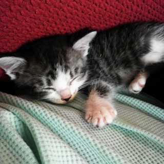 キレイな人懐っこい子猫♀です！