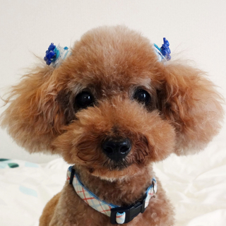 繁殖犬だったピーターくんに幸せを