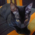 優しく甘えん坊の、黒猫の男の子です