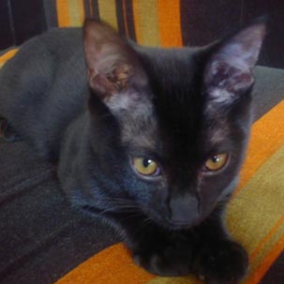 優しく甘えん坊の、黒猫の男の子です