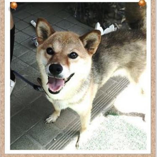 柴犬Mix大人しい女の子