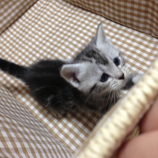 アメショー柄の子猫ちゃん