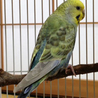 セキセイインコ里親募集＠名古屋 サムネイル2