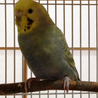 セキセイインコ里親募集＠名古屋 サムネイル3