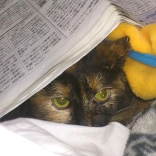 キレイな緑の瞳 「さびねこ」　トライアル中