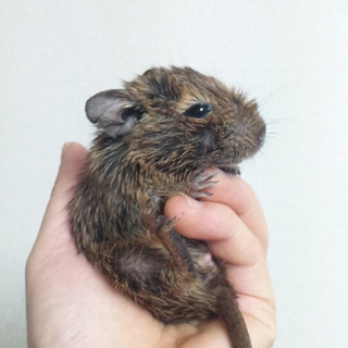 デグー　子どもたち2匹