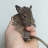 デグー　子どもたち2匹 サムネイル2