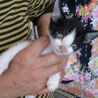 ☆白黒こねこ　える君 里親募集中☆