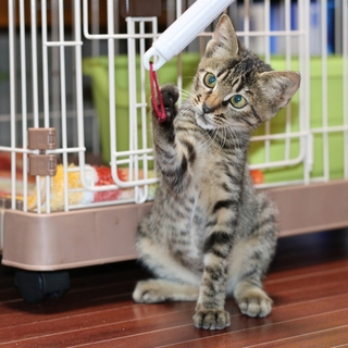 甘えん坊の子猫の里親募集
