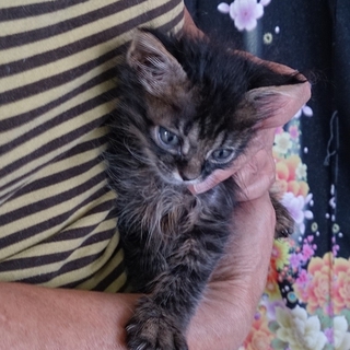 ☆ノルウェージャンフォレストキャット風　子猫　☆