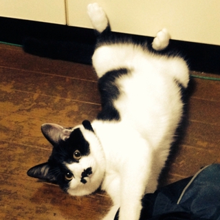 猫ちゃんの里親募集中です