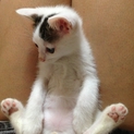 肉球ピンクの白猫ちゃん