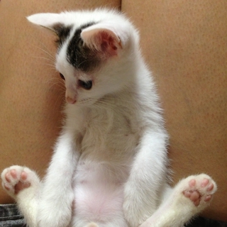 肉球ピンクの白猫ちゃん