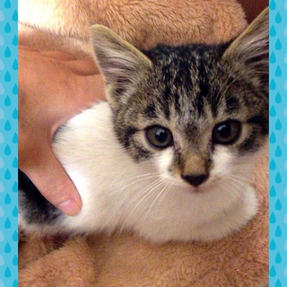 天使みたい可愛い★キジ白子猫、生後一ヶ月。