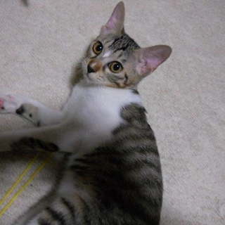 生後3〜4ヶ月、人が大好きな美人顔のメス猫です。