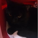 黒アメショーに安住のおうちを！