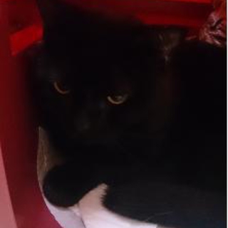 黒アメショーに安住のおうちを！