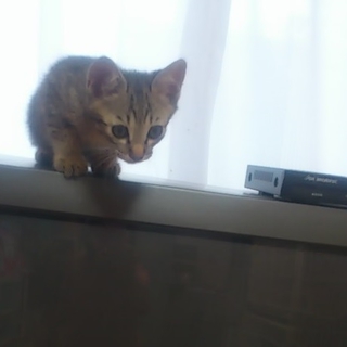 遊ぶの大好き・元気なチビ猫「ミッキー」