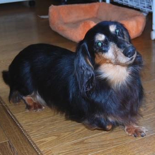 穏やかで人懐こい　カナ　ちゃん