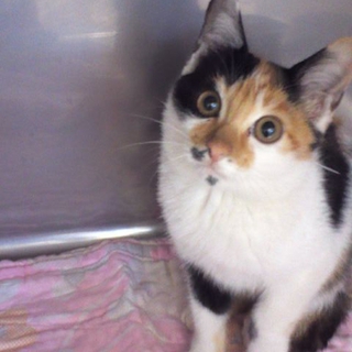 美人さんな仔猫、里親さん探しています！
