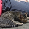 滋賀県生後五ヶ月の子猫の里親さん探してます サムネイル3