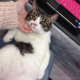 少し大きめの子猫の里親募集中！