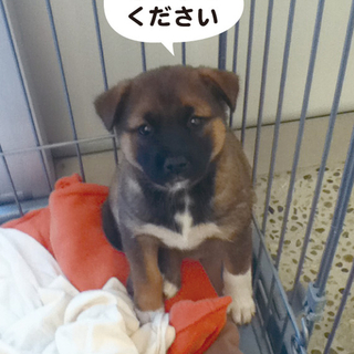 近所で生まれた雑種の子犬　現在2匹の女の子がいます