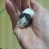 ありがとうございました サムネイル2