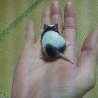 ありがとうございました