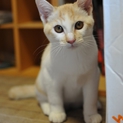 子猫の里親さんを募集しています。