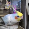 オカメインコの里親募集