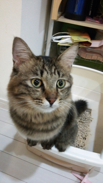 茶トラ、キジ サムネイル2