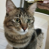 茶トラ、キジ サムネイル2