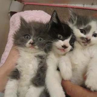 ふわふわモコモコ３兄妹　