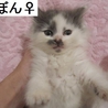 ふわふわモコモコ３兄妹　 サムネイル3