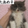 ふわふわモコモコ３兄妹　 サムネイル4