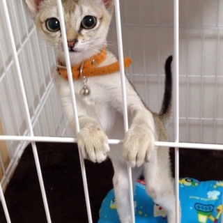 里親募集