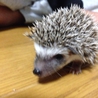 ハリネズミベビー 4匹の里親募集 サムネイル2