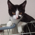 白黒ちゃん♀里親募集中！