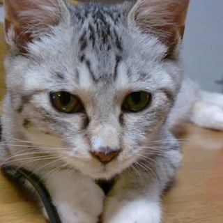 アメショーミックス　ふわふわ子猫