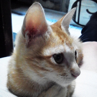 大人しく鳴かない子猫です。