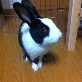 <急募>元気一杯のミニーウサギちゃんです！