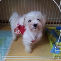 マルチーズ　２歳　女の子