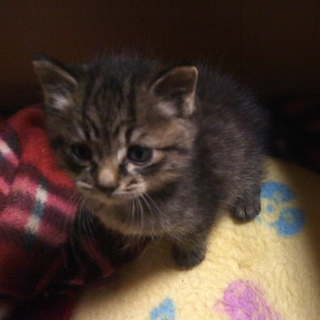 子猫里親募集！緊急です