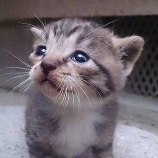 置き去り猫　問い合わせ名　らら
