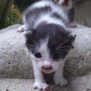 置き去り猫　お問い合わせ名　きき