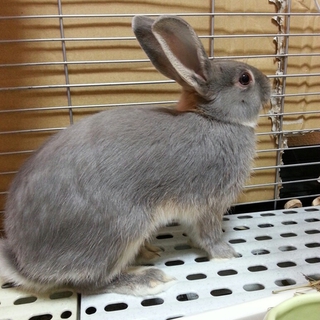 グレー ミニウサギ 多分メス 