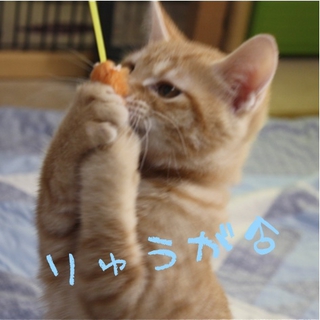 人馴れっ子・茶とら＆サビ兄妹ご家族募集〜。