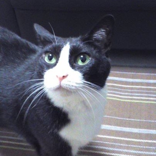 甘えん坊で飼いやすい可愛い子です。(交渉中)