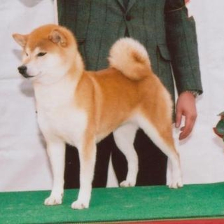 ☆優良血統☆柴犬女の子６歳